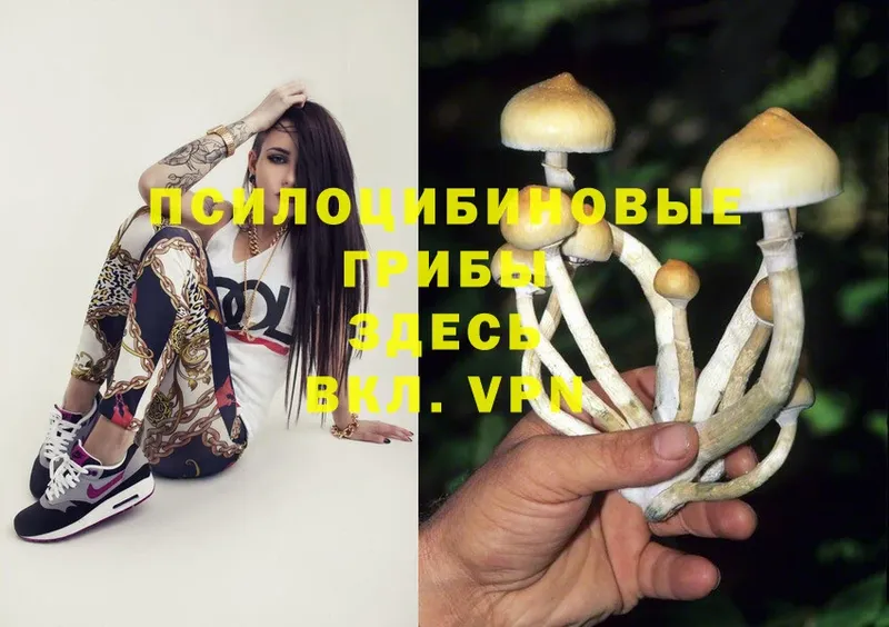 сколько стоит  Бологое  Галлюциногенные грибы Magic Shrooms 